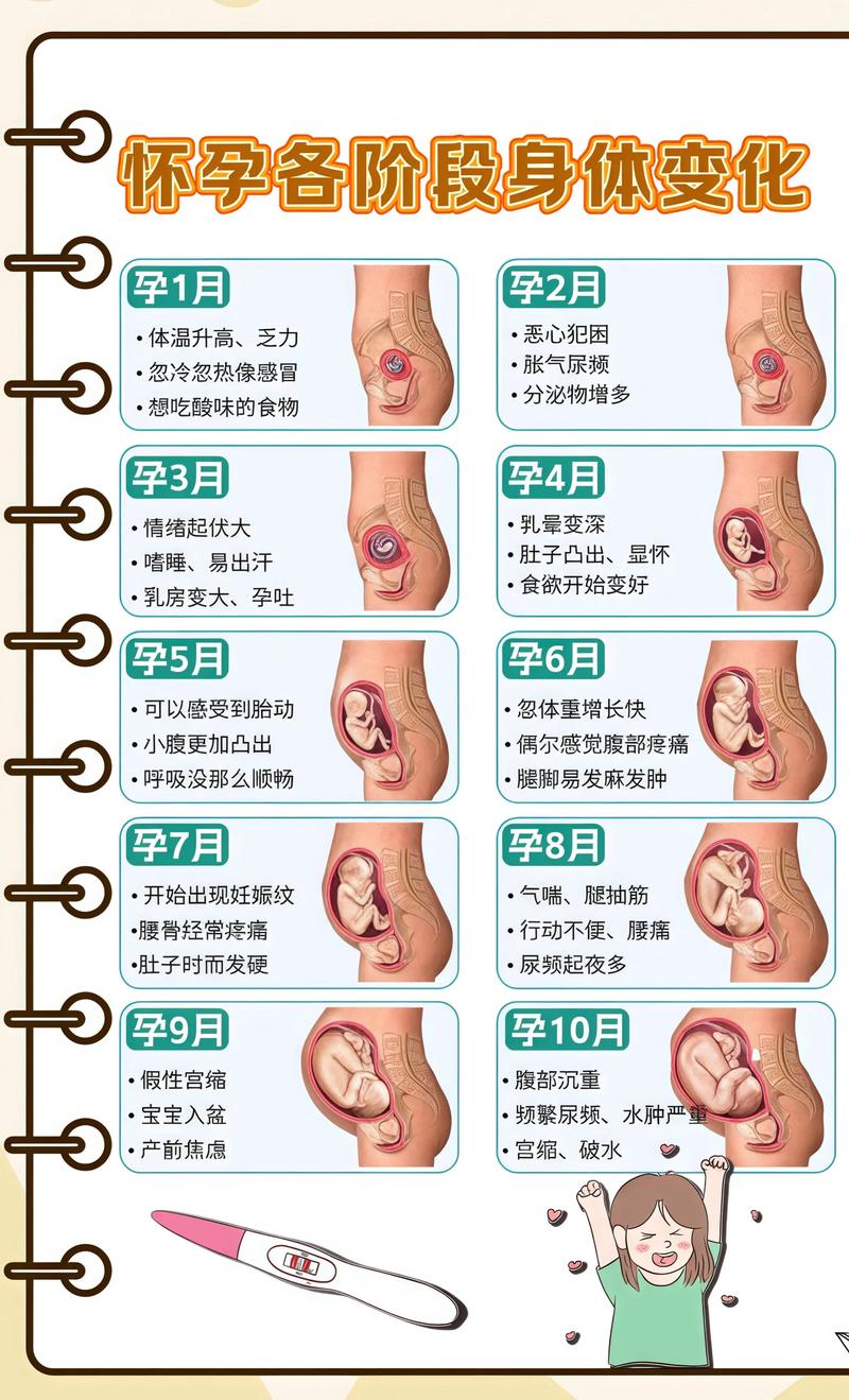 揭秘供卵代孕妈妈怀孕小腹分两节，孕期变化的奥秘株洲代生机构: